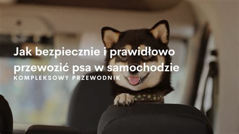 Jak przewozić psa w samochodzie Dog s Profit