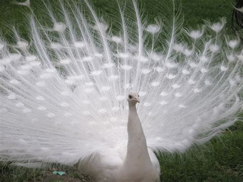 Albino Peacock - What You Need to Know! - Northern Nester