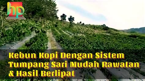 Kebun Kopi Sistem Tumpang Sari Mudah Rawatan Hasil Berlipat YouTube