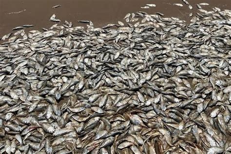 Milhares de peixes mortos chegam à praia na costa do Golfo no Texas