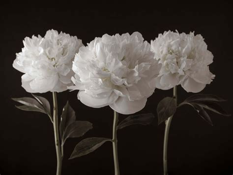 White Peonies Wallpapers - 4k, HD White Peonies Backgrounds on WallpaperBat