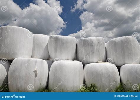 Wrapped Stacked Silage Bales Row Isolated Round White Plastic Film Hay