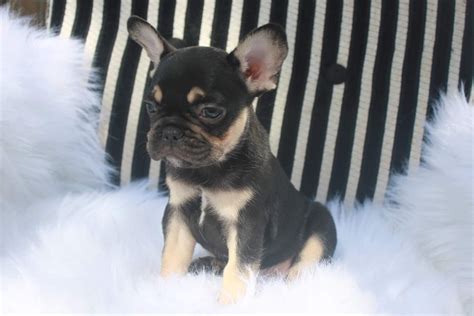 8 Weeks Old Frenchie Puppy Animal Behaviorist Puppies