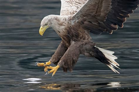 Uk Sea Eagle Returns To England For First Time In 240 Years Tunisia News