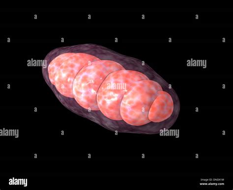 Conceptual Image Of Mitochondria Stock Photo Alamy