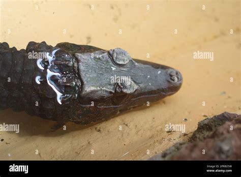 Cuviers Dwarf Caiman Stock Photo Alamy