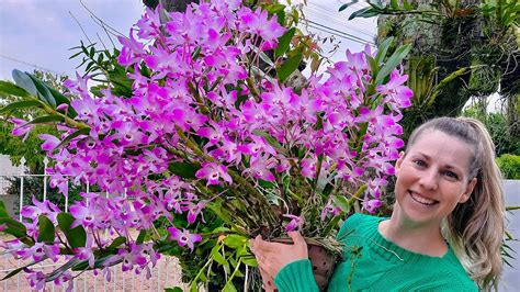 Fazendo apenas isso sua Orquídea Olho de Boneca enche de flores YouTube