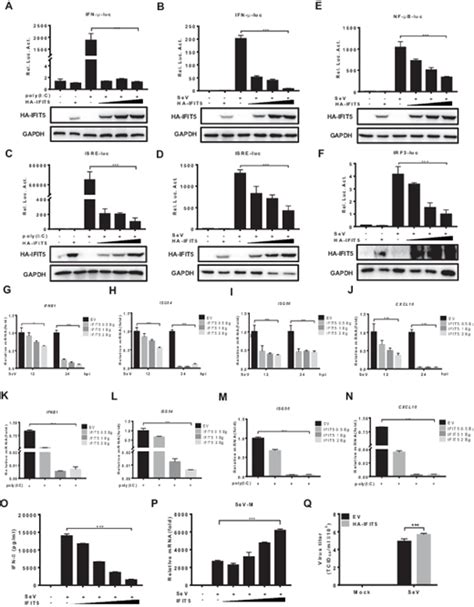 Ifit5 Negatively Regulates The Type I Ifn Pathway By Disrupting Tbk1