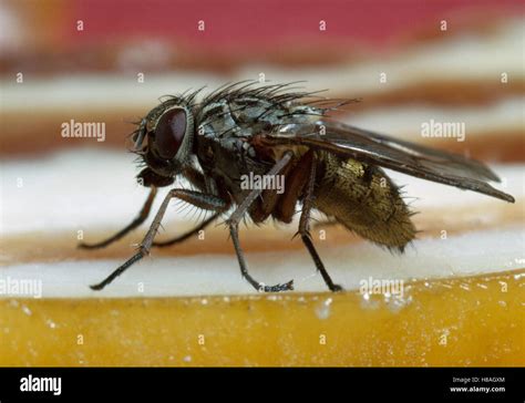 House Fly Musca Domestica On Bacon Stock Photo Alamy