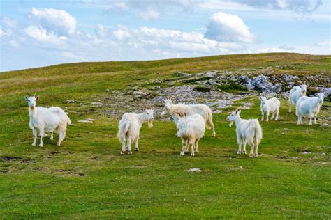 Goats On Great Orme Stock Photo Image Of Landmark Destination 226010822
