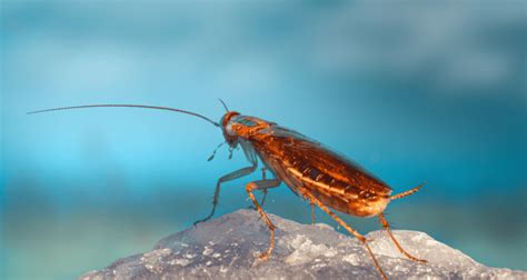 Types Of Cockroaches Northwest Exterminating