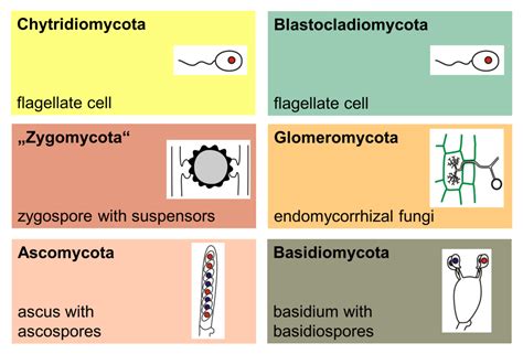 How Fungi Oxygenated The Earth « Botany One