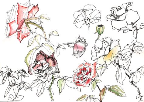 BOTANICAL 1 on Behance 