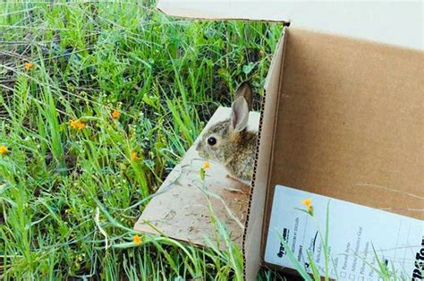 Fresno Wildlife Rehabilitation Service Home
