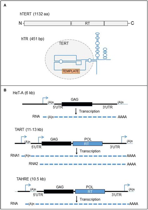 Human Telomerase Complex And Telomere Specific Retrotransposons Of