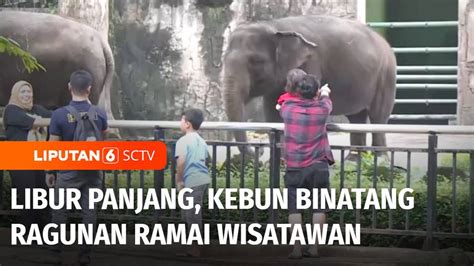 Live Report Libur Panjang Kebun Binatang Ragunan Ramai Pengunjung