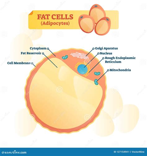 Fat Cell Structure Vector Illustration Labeled Anatomical Adipocyte