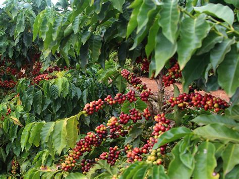 Coffee Cultivation