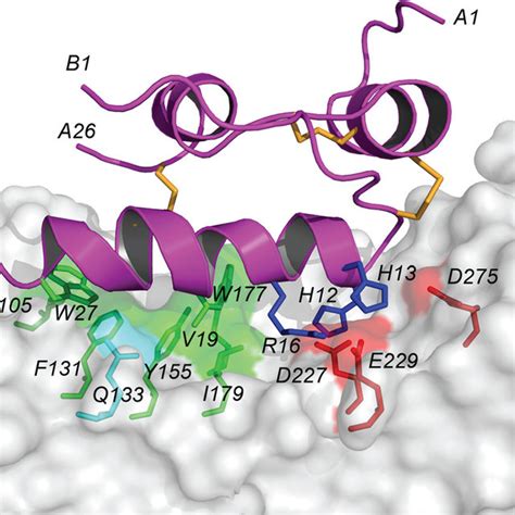 Schematic Representation Of How Rxfp1 And Rxfp2 May Bind H2 Relaxin And