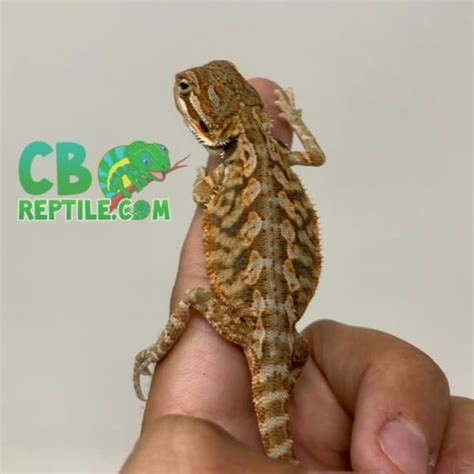 Bearded Dragons For Sale Buy Baby Bearded Dragon For Sale Online