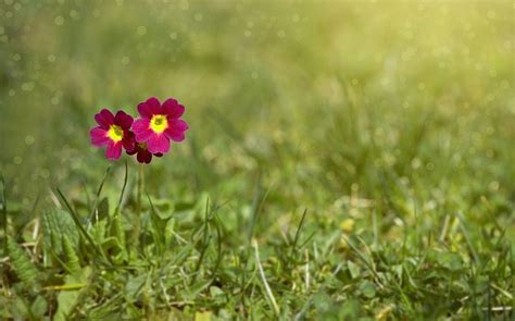 Primrose Flower – Meaning, Symbolism and Colors