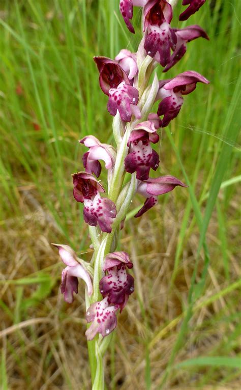 orchis fragrans orchids orchis