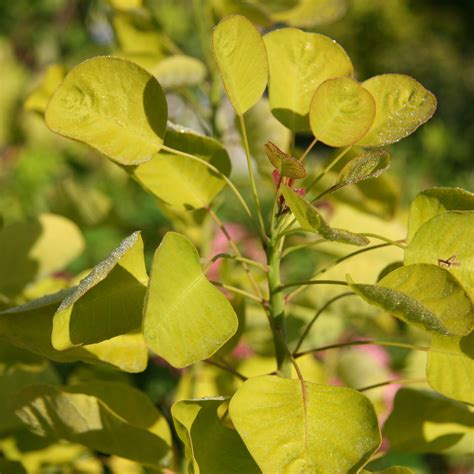 Cotinus Coggygria Golden Spirit R Arbre Perruque