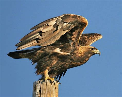 Golden Eagle Audubon Field Guide