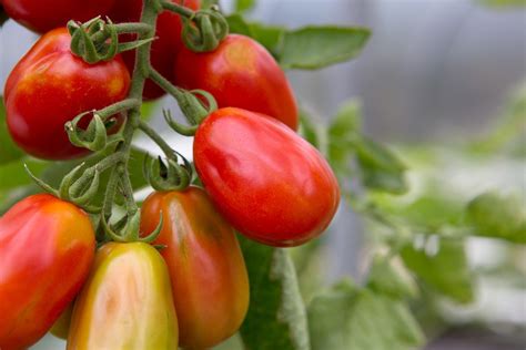 How To Grow Roma Tomates Bbc Gardeners World Magazine