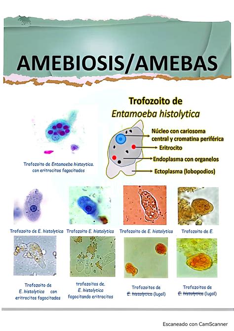 Amebiosis Amebas Parasitolog A Studocu