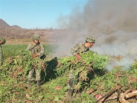 Destruyen En Sinaloa Plant O De Amapola M S Grande Del A O Noticias