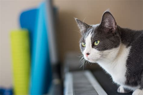 Underwater Treadmill Cinder Block Cat