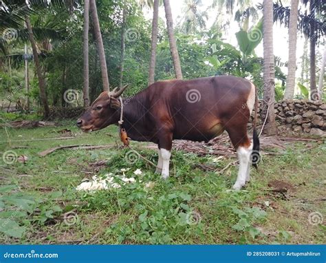 The Male Bali Cattle 2 Years Old Stock Image - Image of mammal ...