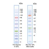 Biotechrabbit Tricolor Protein Ladder Kda Protein