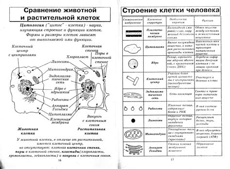 Биология человека в таблицах рисунках и схемах