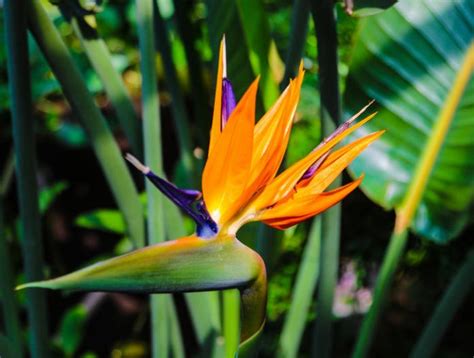 Comment Faire Fleurir L Oiseau De Paradis Quand Les Strelitzia