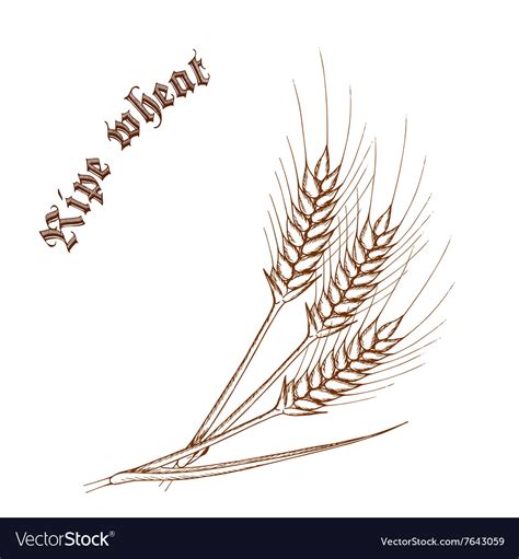 Pencil hand drawn of wheat with label ripe wheat Vector Image