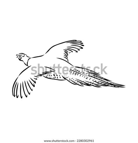 Hand Drawn Pheasant Sketch Vector Illustration Stock Vector (Royalty ...