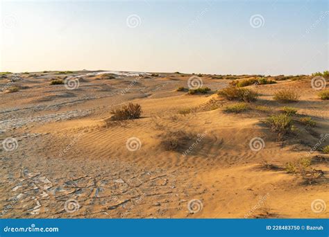 Sand Dunes And Sparse Vegetation In The Desert Stock Photo Image Of