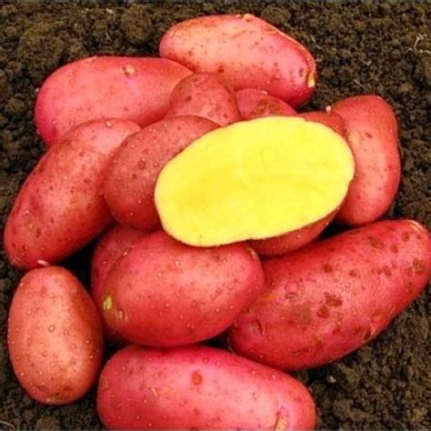 Картофель ред соня: описание сорта, фото, отзывы