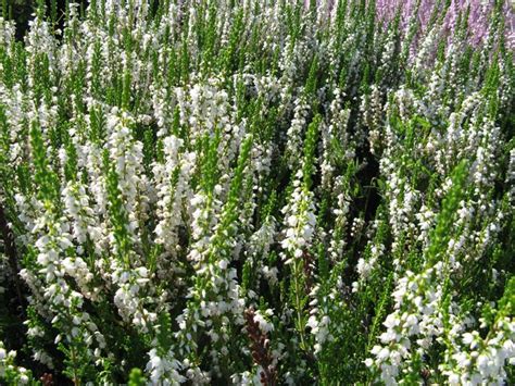 Calluna Vulgaris Long White Heather Flickr Photo Sharing