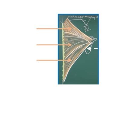 Diagramme De Cad T Te Et Cou Muscles De La Nuque Plan Du Muscle