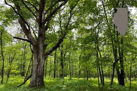 Outdoor Illinois Journal Siloam Springs State Park A Shining Example