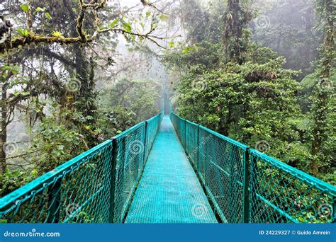 Rain Forest, Costa Rica stock image. Image of mystic - 24229327