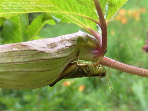 Plantfiles Pictures Angelica Species Giant Angelica Korean Angelica