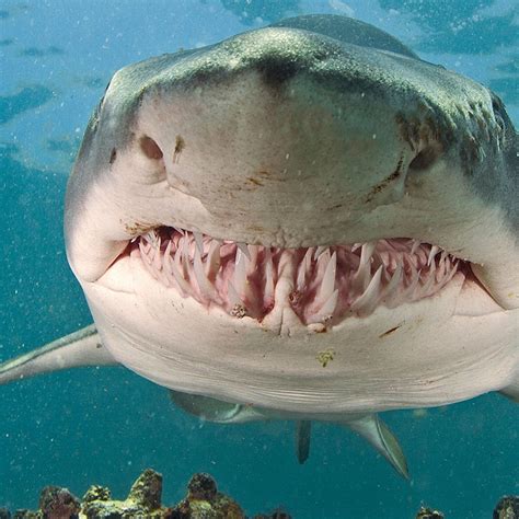 Sand Tiger Sharks Rsharks