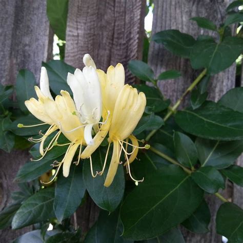 Honeysuckle Vine We All Tend To Recognize The Honeysuckle Fragrance