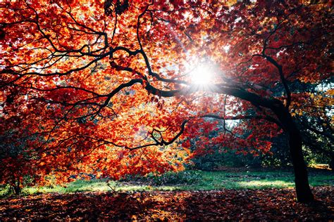 L Autunno Arrivato Ecco Alberi Per Ammirare Un Fantastico Foliage