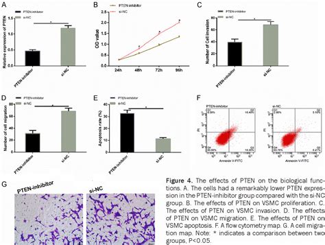 Figure From Recombinant Human Erythropoietin Promotes The