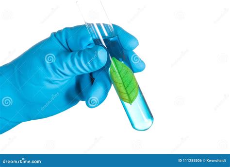 Green Leaf In Laboratory Test Tube In Scientist Hand Isolated On Stock